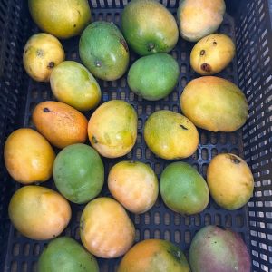 Mango Canario (Kgr)